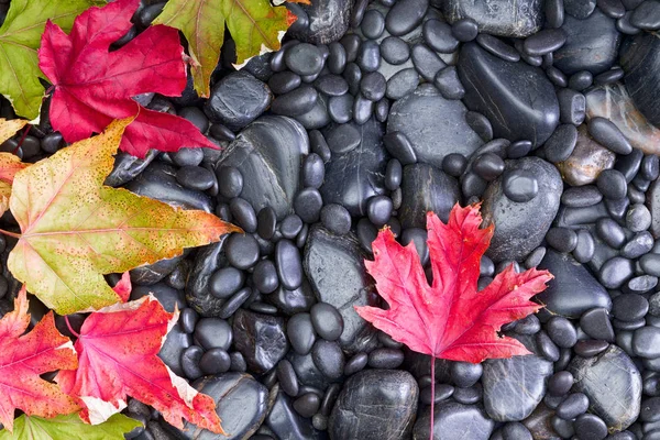 Conceptual view of Autumn Leaves on Black Rocks — Stock Photo, Image