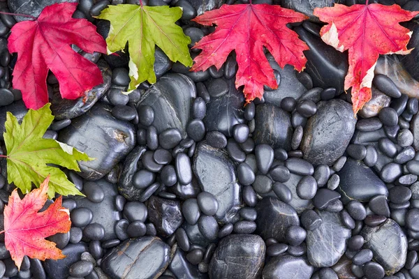 Conceptual view of Leaves on Black River Rocks — Stock Photo, Image