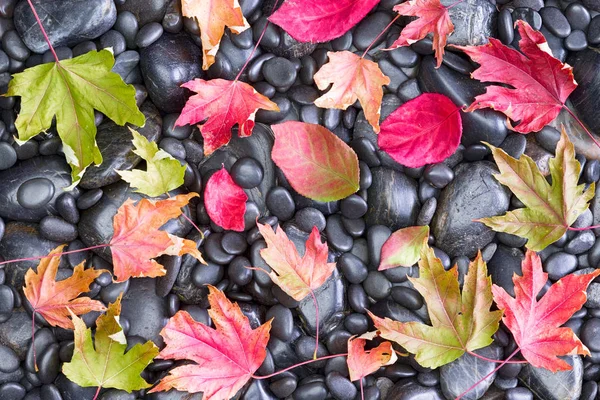 Fallen Maple Leaves on the Rocky Ground — Stock Photo, Image