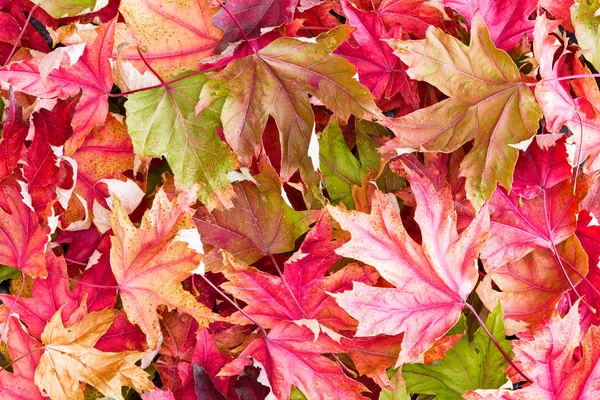 Hojas de otoño de arce colorido en la luz de la mañana — Foto de Stock