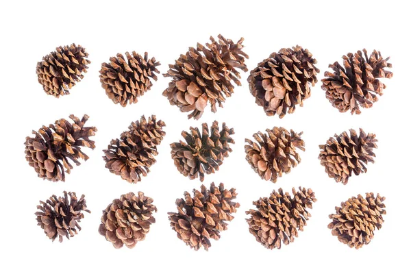 Selection of fifteen different brown pine cones — Stock Photo, Image