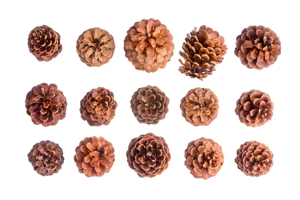 Variety of fifteen different brown pine cones — Stock Photo, Image