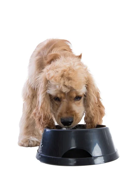 Cute cocker spaniel comer comida de cão de uma tigela — Fotografia de Stock