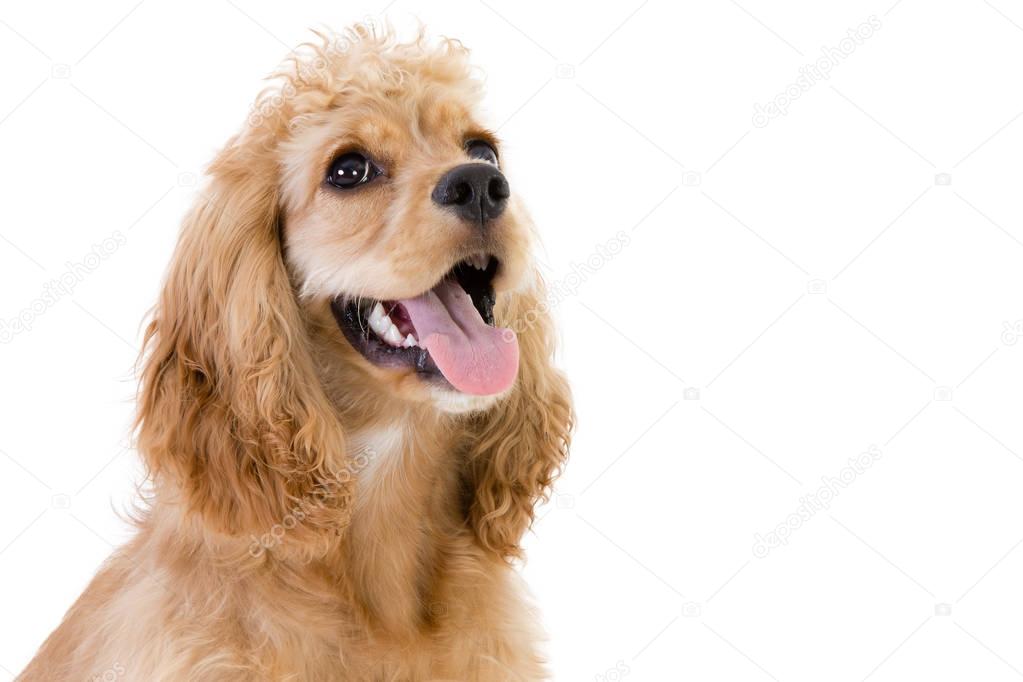 Close-up of a cute cocker spaniel looking up