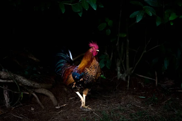 A single rooster strutting through woodland — Stock Photo, Image