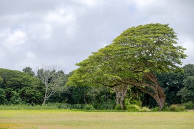 Large monkeypod tree, Albizia saman, in Hawaii clipart