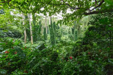 Dense verdant green tropical rainforest vegetation clipart