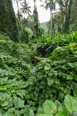 Manoa Falls izinde gür yeşil yapraklar