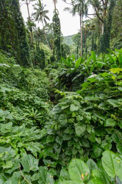 Lush green foliage on the Manoa Falls Trail clipart