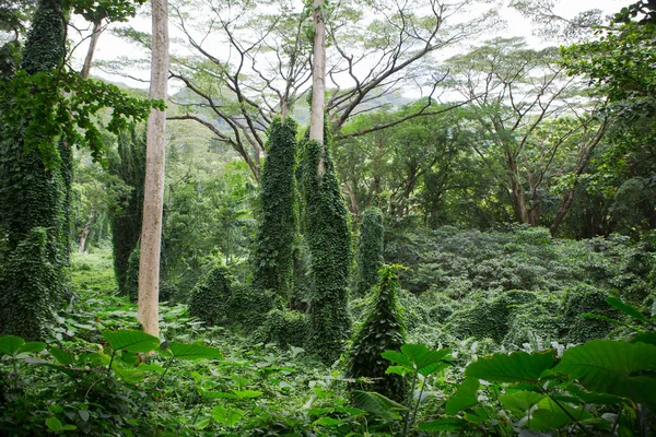 Lush green tropical rainforest vegetation, Hawaii — Stock Photo, Image