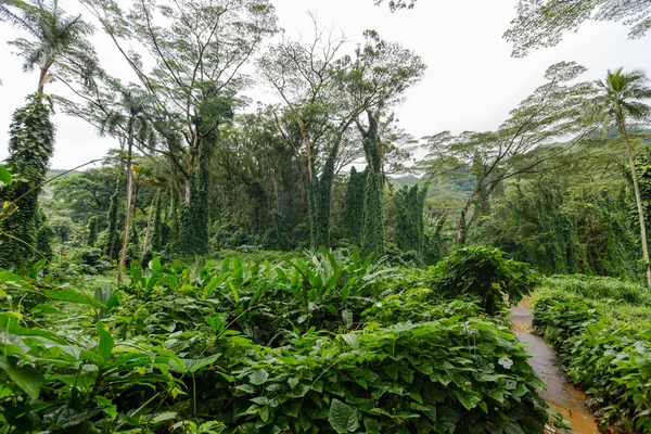 Footpath through lush green tropical vegetation — Stock Photo, Image