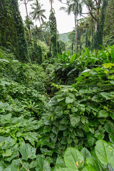 Lush green foliage on the Manoa Falls Trail — Stock Photo, Image