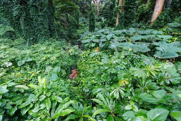 Close up of lush tropical plants on Oahu, Hawaii — Stock Photo, Image