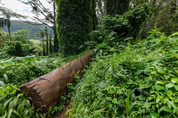 Felled tree trunk in lush tropical vegetation — Stock Photo, Image