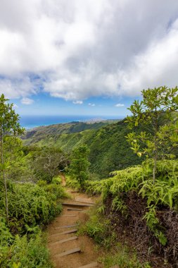 Adım adım Kiliouou izinde yemyeşil bitki örtüsü