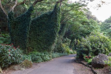Bir iz Hawaii boyunca yemyeşil yeşil bitki örtüsü