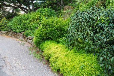 Bir yol çevreleyen yemyeşil yeşil tropikal bitki örtüsü