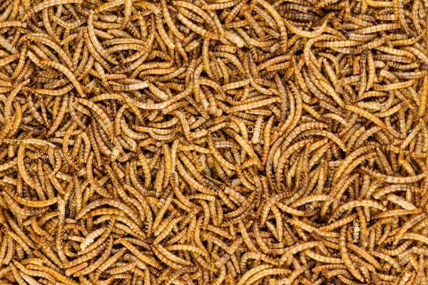 Hintergrund Textur von getrockneten Mehlwürmern — Stockfoto