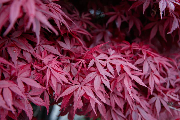 Японський клен з червоним листям, амортизаційна пальма — стокове фото