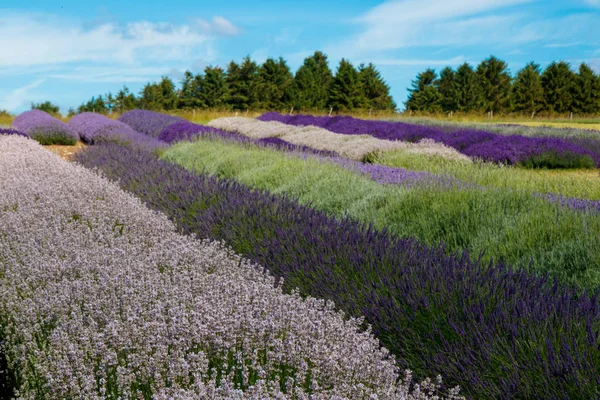 The lavender farm in the summertime. — Stock Photo, Image