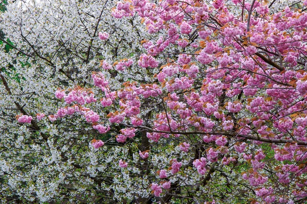 Bahar kiraz çiçeği