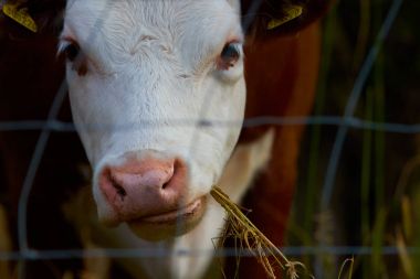 Beyaz ve kahverengi inek.