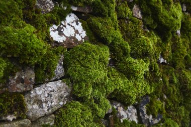 Tuğla duvar üzerinde yosun .