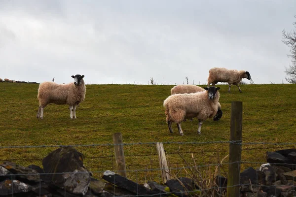 Ovejas en el campo  . — Foto de Stock