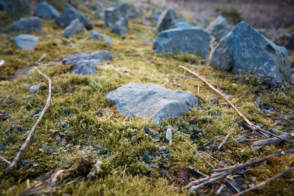 Groen mos in het bos . — Stockfoto