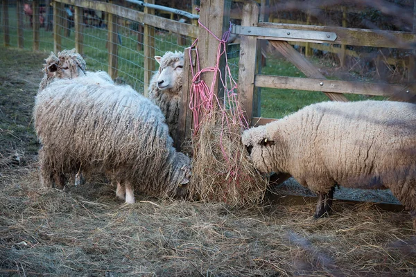 Pecore che mangiano fieno  . — Foto Stock