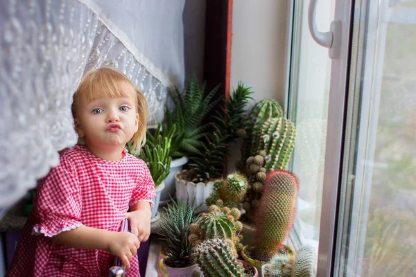 La ragazza della casa a una finestra con cactus — Foto Stock