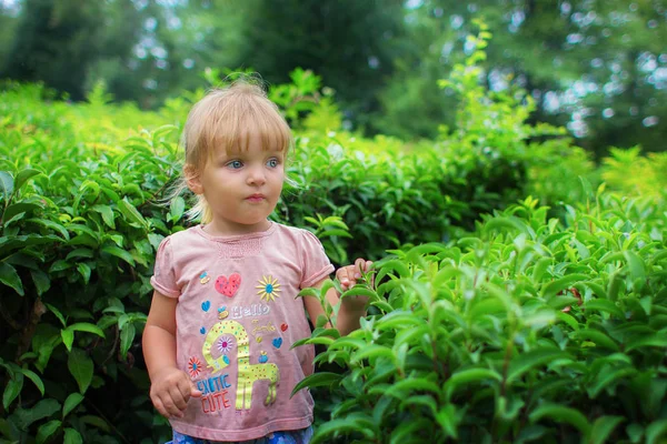 La niña cuesta en una plantación de té — Foto de Stock