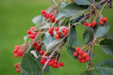 Viburum gibi kırmızı küçük meyveler ya da ağaç dalındaki şahin dikenleri