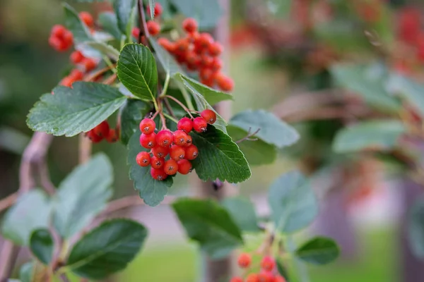 Czerwone małe jagody, takie jak viburnum lub głóg na gałęzi drzewa blisko, rozmazane tło od tyłu — Zdjęcie stockowe