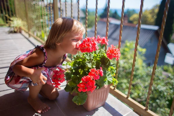 Little cute girl w letniej sukience boso wącha kwiat w garnku na balkonie. Geranium czerwone — Zdjęcie stockowe