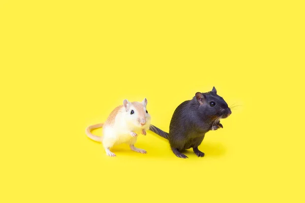 Dwa domowe myszoskoczki czerwone i czarne na żółtym tle. Konserwacja gryzoni w domu — Zdjęcie stockowe