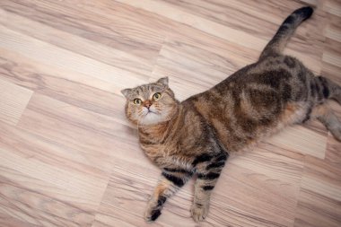 Güzel bir İskoç katlı kaplumbağa renkli kedi yerde yatıyordu.