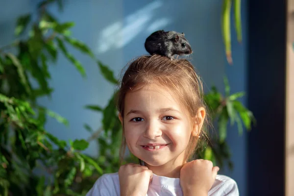 Chica Casa Jugando Con Mascota Jerbo Mongol Comunicación Niños Con — Foto de Stock