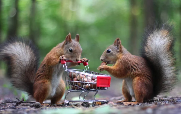 Dvě veverky poblíž vozík s ořechy — Stock fotografie