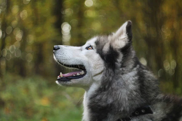 Alegre husky olha para cima na madeira para cima — Fotografia de Stock