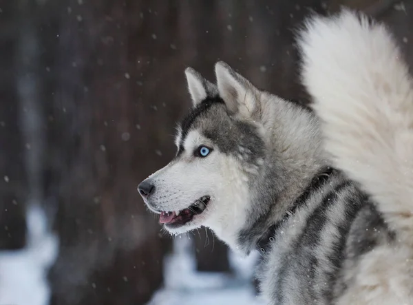 Husky with blue eyes in the wood — Stock Photo, Image