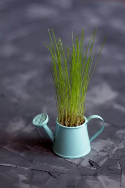 Küçük mavi sulama olabilir bir çim ile 