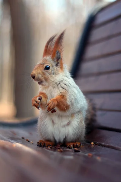 The squirrel sits on a wooden bench in the park — Stock Photo, Image