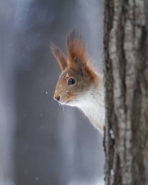 Sincap bir ağacın arkasına gizlenmiş