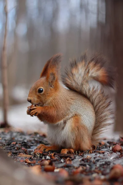 Veverka v lese hlodá ořechy — Stock fotografie