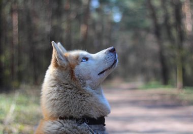 Mavi gözlü Sibirya köpeği.
