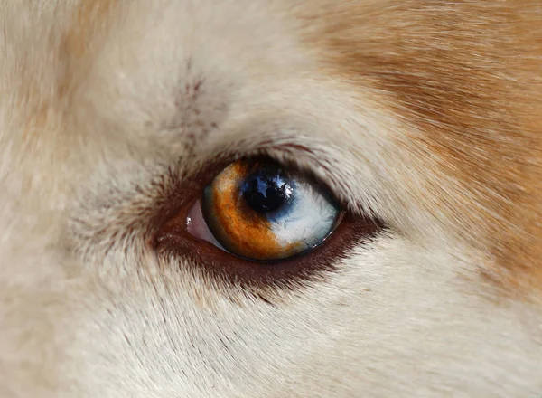 Σιβηρία σκύλος χάσκεϋ δίχρωμα τα μάτια — Φωτογραφία Αρχείου