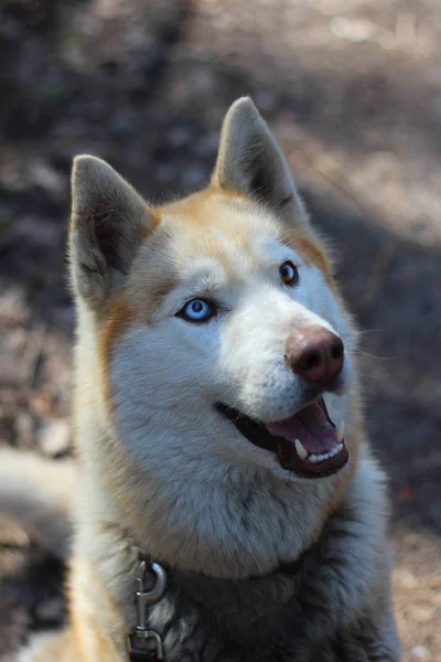 Husky siberiano con ojos azules — Foto de Stock