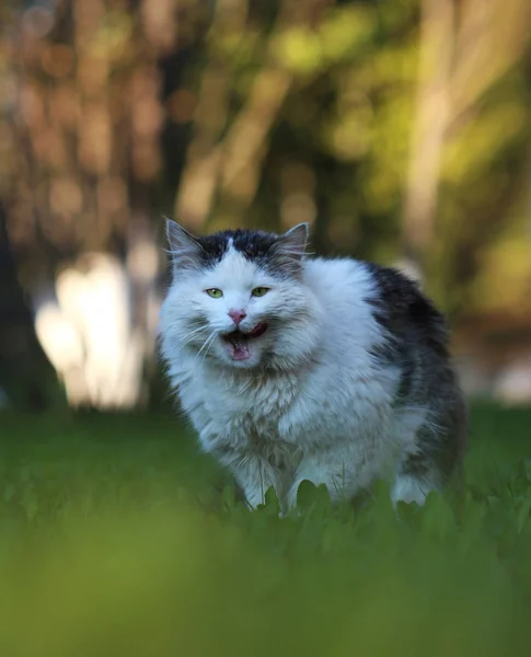 Black a white cat licks lips in a grass — Stock Photo, Image