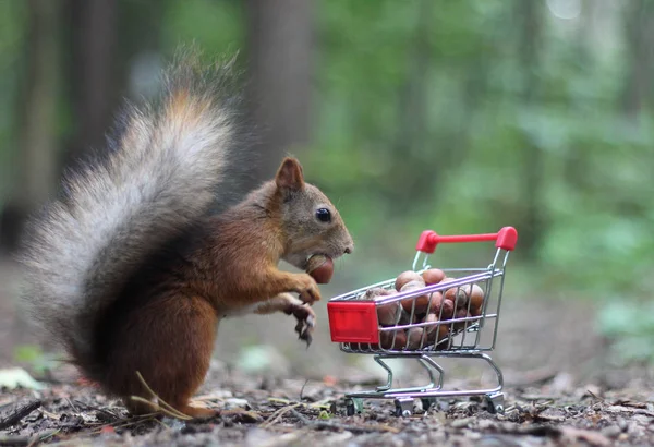 Zrzavá veverka poblíž malého vozíku ze supermarketu s ořechy — Stock fotografie
